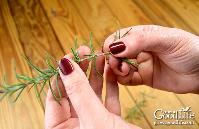 image of hands removing the lower leaves of a rosemary stem