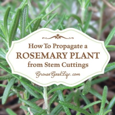 Learn how to take rosemary cuttings from an established mother plant and grow new rosemary plants in containers that can be moved outside in summer and indoors in winter.