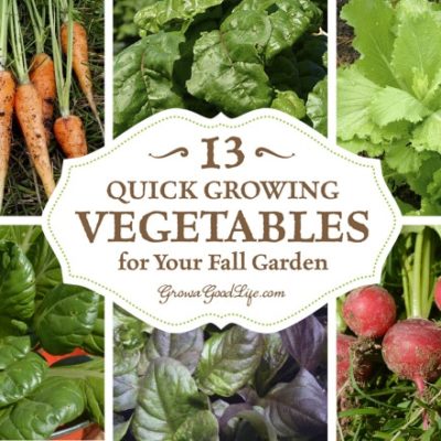 As fall approaches, most of the summer crops begin to wind down. Instead of watching your summer crops struggle to ripen the last few fruits, pull them out and plant some of these quick growing vegetables for your fall garden.