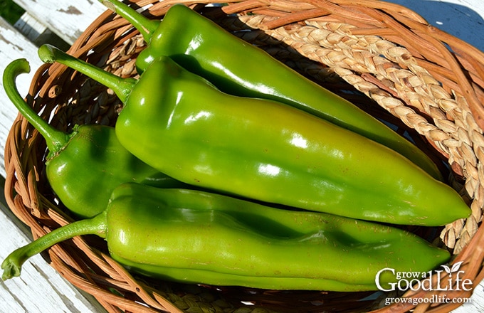 Anaheim chile peppers in a harvest basket