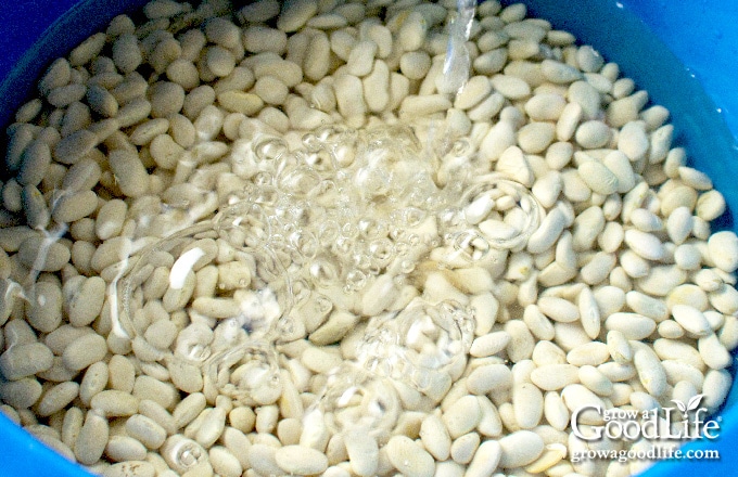 adding water to dried beans to soak