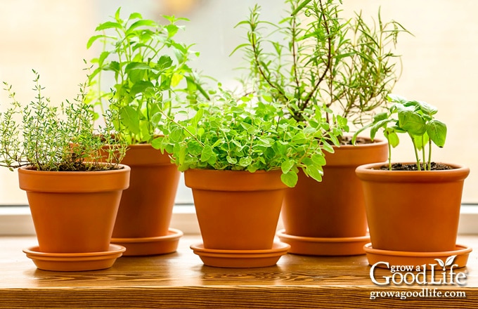 Grow Herbs Indoors That Thrive, Can You Make An Indoor Herb Garden In The Winter