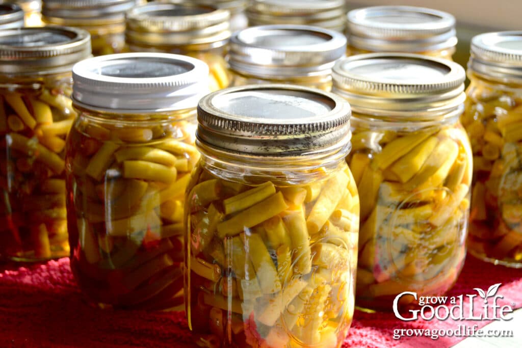 Home-canned jars of green beans cooling on a kitchen counter after processing.