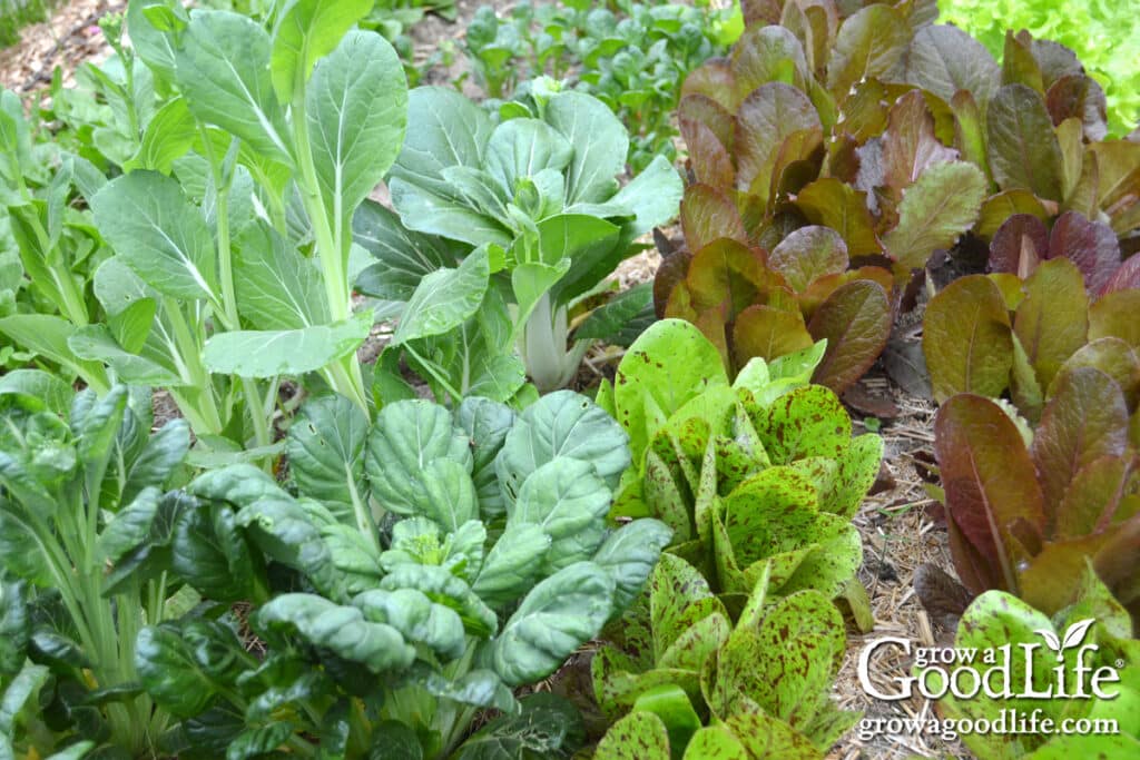 Raised garden bed growing lush shade-loving greens such as lettuce and spinach.