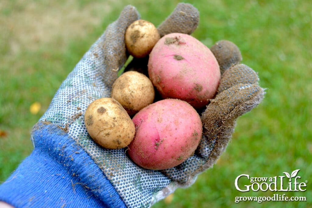 Gloved hand holding freshly dug baby potatoes from the garden.