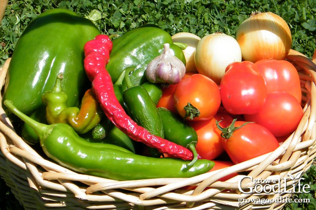 Fresh salsa ingredients from the garden with tomatoes, peppers, onions, and garlic in a basket.