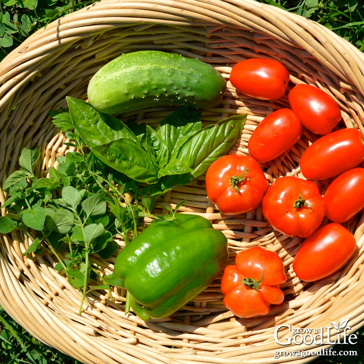 A basket filled with freshly harvested garden vegetables including tomatoes, peppers, cucumbers, and herbs.