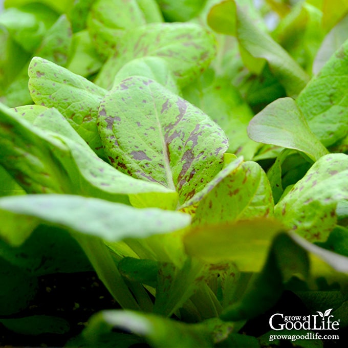 close up of lettuce plants indoors