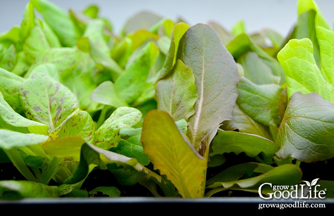 a tray of lettuce growing under lights indoors