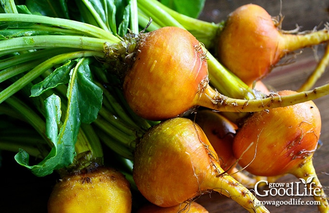 gold beet harvest on a table