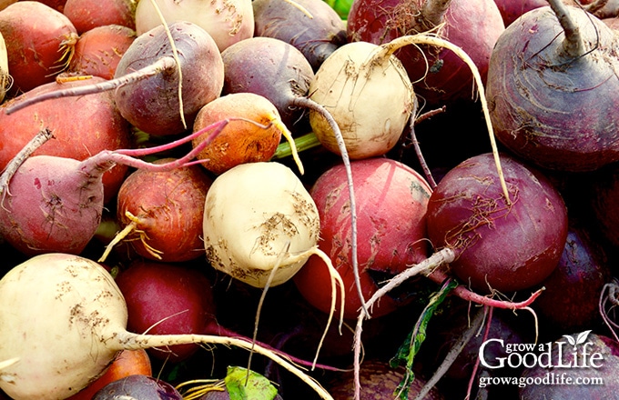 some beet varieties are milder in flavor than the traditional red beets. Gold beets have a milder earthy flavor and white beets even less so. 