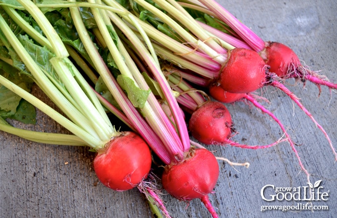 small harvest of red beets