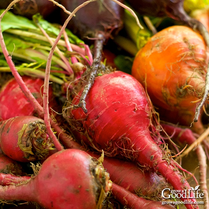 close up of multicolored beets on a table