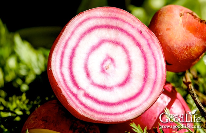 cut beet showing red and white stripes
