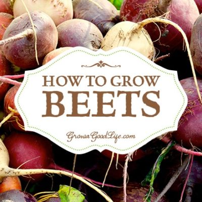 Beets do double-duty in the kitchen, producing tasty roots for canning, roasting, or boiling and fresh greens for salads, soups, and sautéing. Beets can be planted as spring and fall crops. Here are tips for growing beets plus types of beets to consider adding to your vegetable garden.