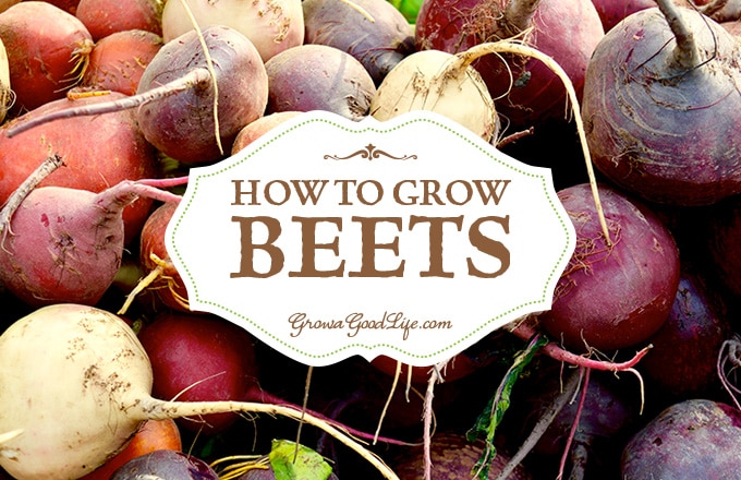Beets do double-duty in the kitchen, producing tasty roots for canning, roasting, or boiling and fresh greens for salads, soups, and sautéing. Beets can be planted as spring and fall crops. Here are tips for growing beets plus types of beets to consider adding to your vegetable garden.