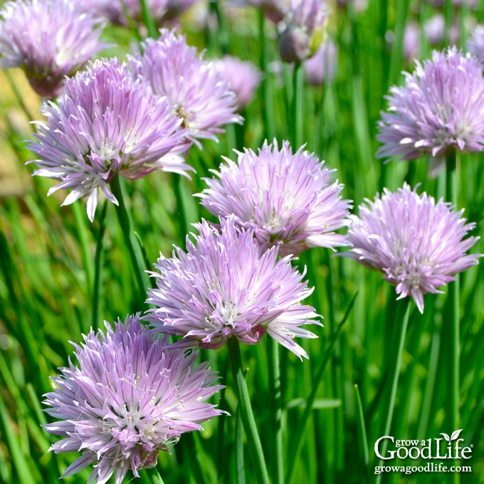 How to Grow Chives