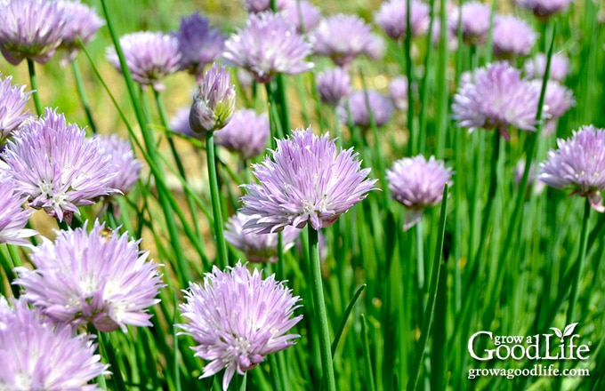 purple chive blossoms