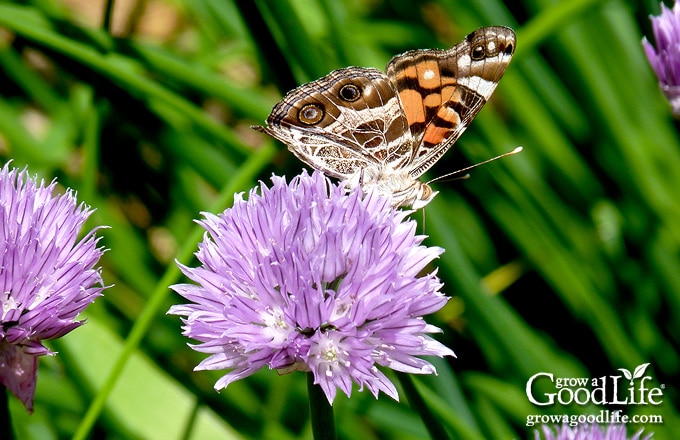 close up image of a butterfly on a purple chive flower