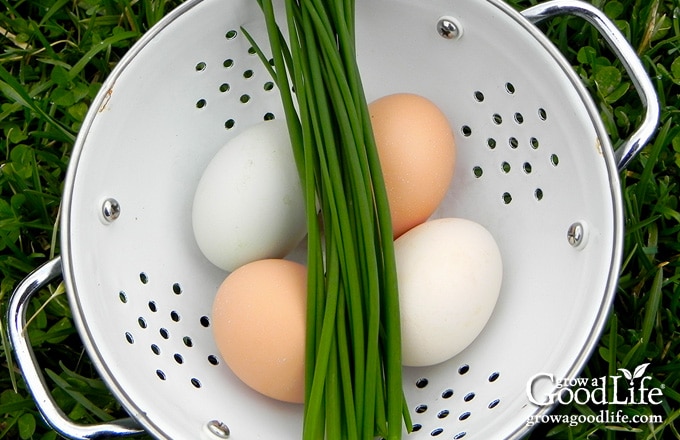 four eggs and a bunch of freshly harvested chives in a white bowl
