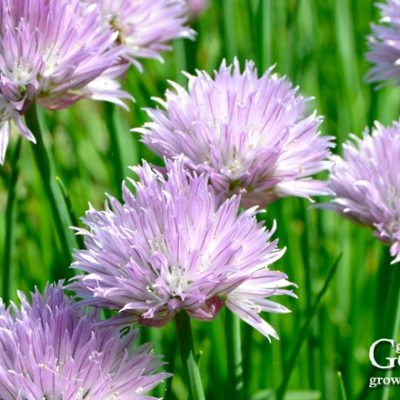 Chives grow in an upright clump of hollow leaves that reach about a foot high. In summer, the plants send up pretty blossoms. All parts of the chive plant are edible.