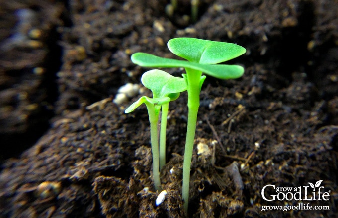 Three kale seedlings growing in one container in need of thinning.