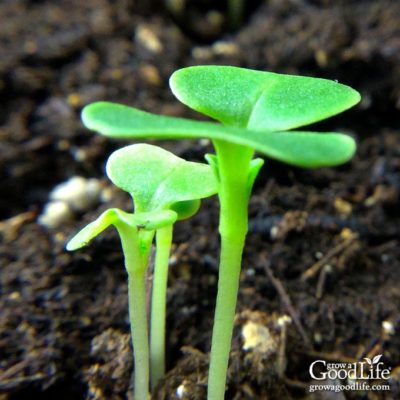 Troubleshooting Seed Starting Problems