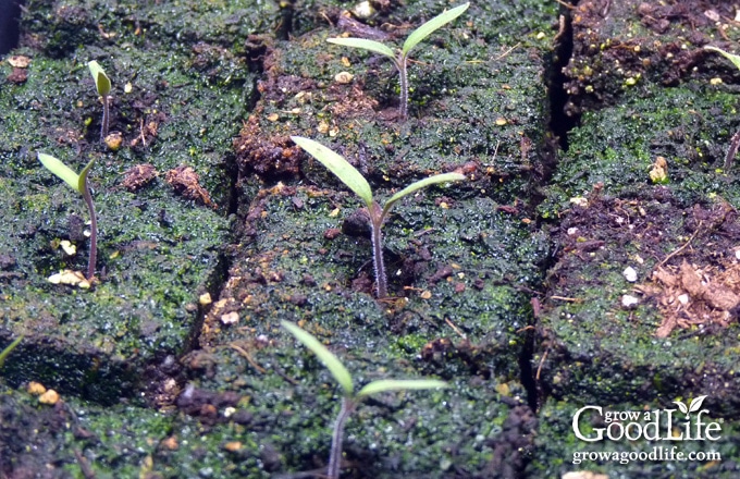 mold on seedlings