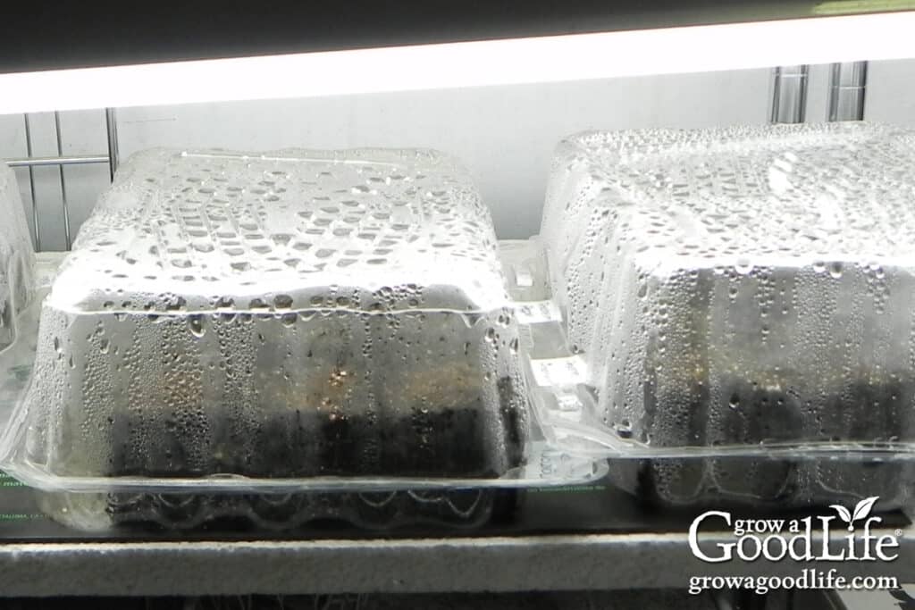 Condensation on a humidity dome covering newly sown seeds.