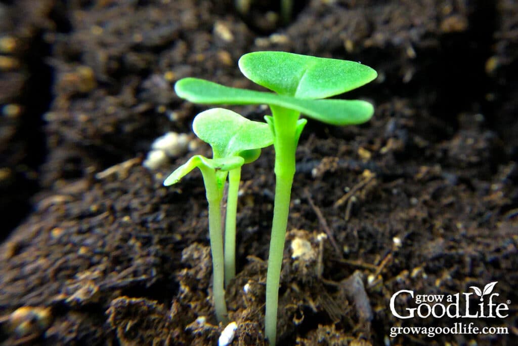 Close-up of three young kale seedlings emerging from moist seed starting mix.
