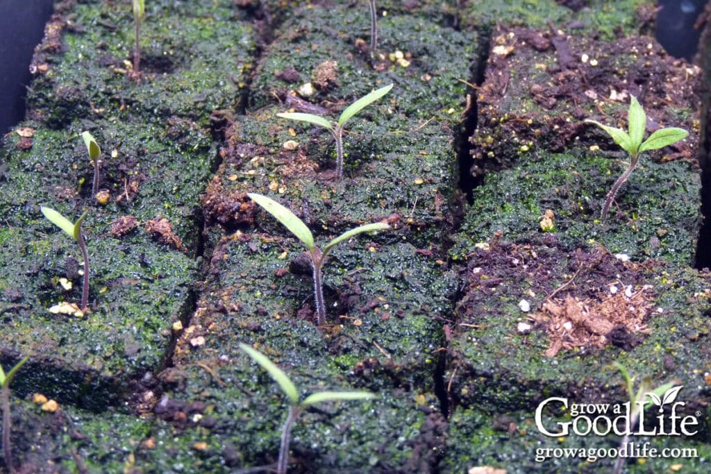Pepper seedlings in a seed tray with visible green mold growing on the soil surface.