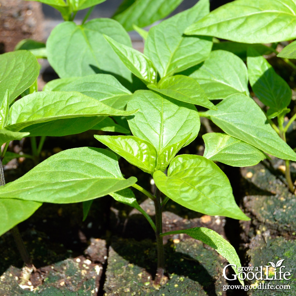 Close-up of healthy pepper seedlings with visible green mold growing on the soil surface.