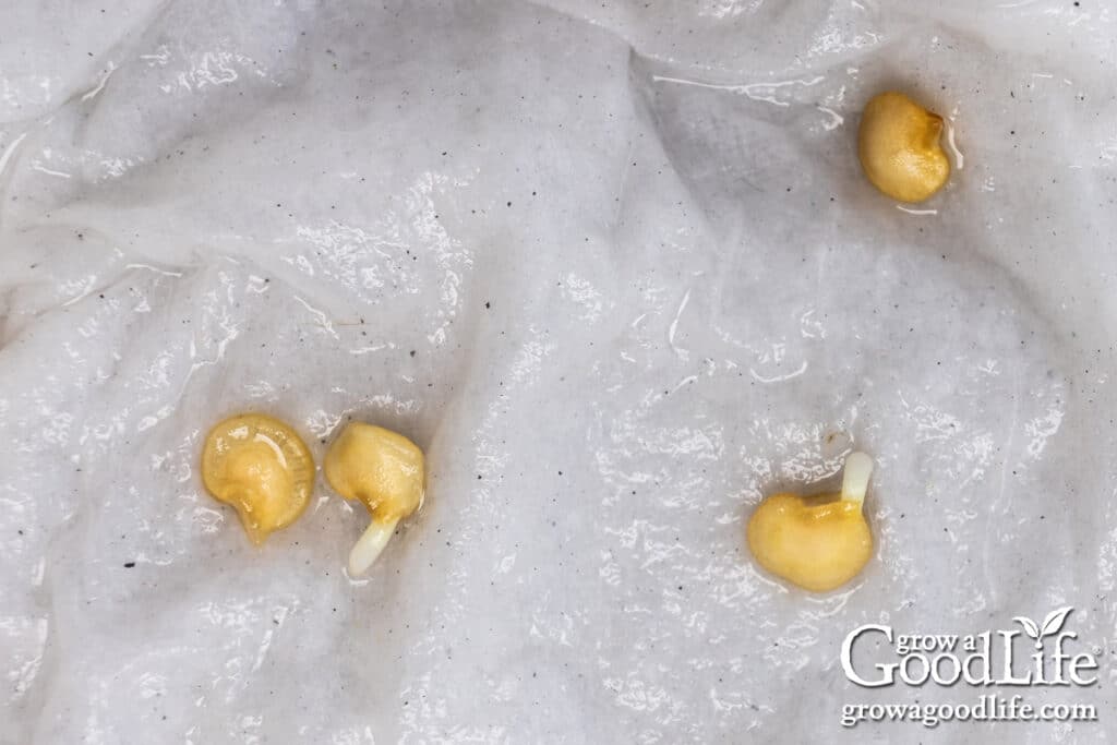 Pepper seeds germinating on a moist paper towel, showing early root sprouts before planting.