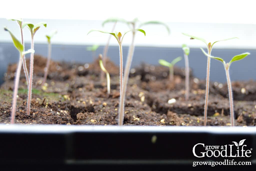 A tray of leggy, spindly tomato seedlings stretching toward the light.