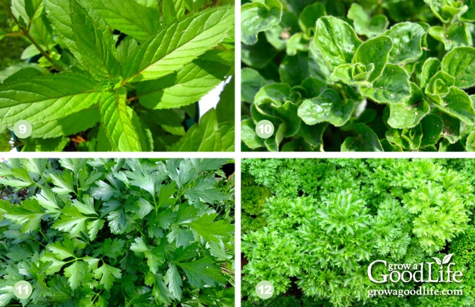 collage photo showing mint, oregano, flat parsley, and curly parsley