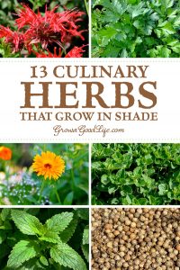 13 Culinary Herbs That Grow in Partial Shade