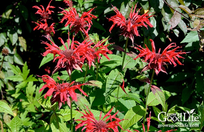 Bee balm flowers growing in partial shade.