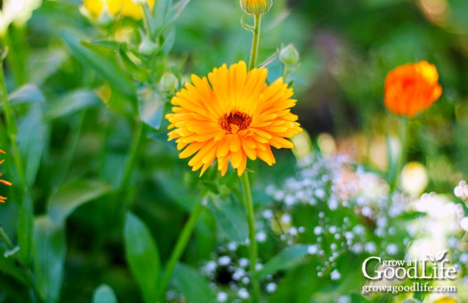 Calendula flowers growing in partial shade.