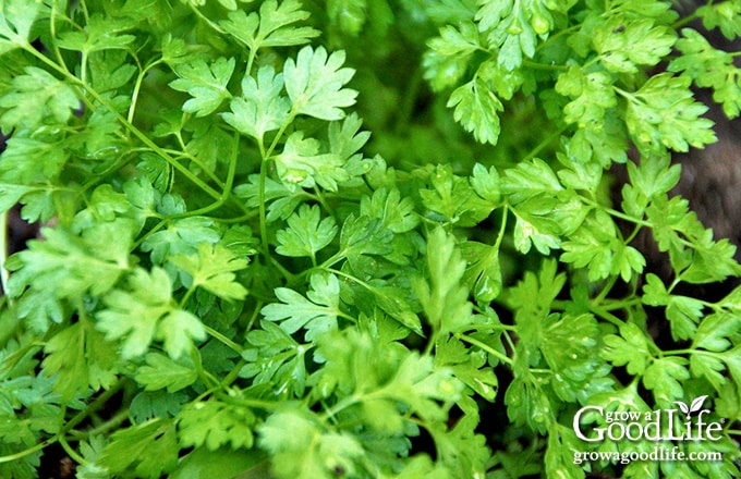 Chervil growing in partial shade with delicate fern-like leaves.