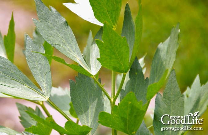 Lovage plant growing in a partially shaded garden.