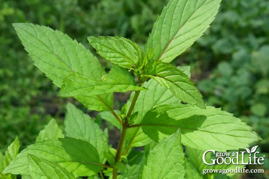Mint growing in partial shade in a garden bed.