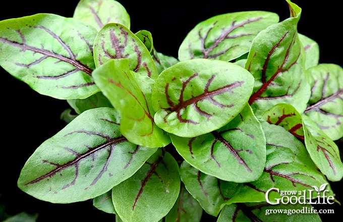 Sorrel leaves growing in partial shade in a garden bed.