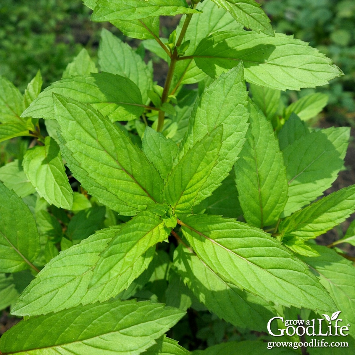 Mint growing in partial shade in a garden bed.