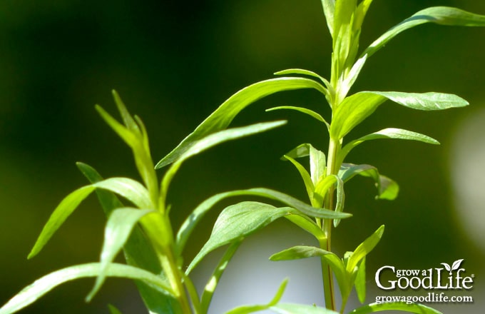 French tarragon growing in a sunny to lightly shaded garden area.