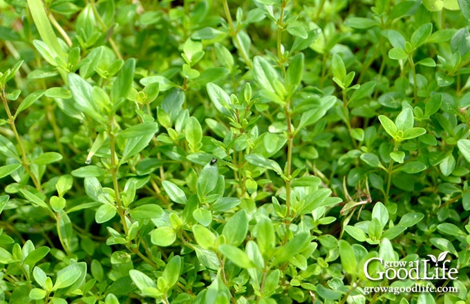 Thyme plant growing in well-drained soil with light partial shade.