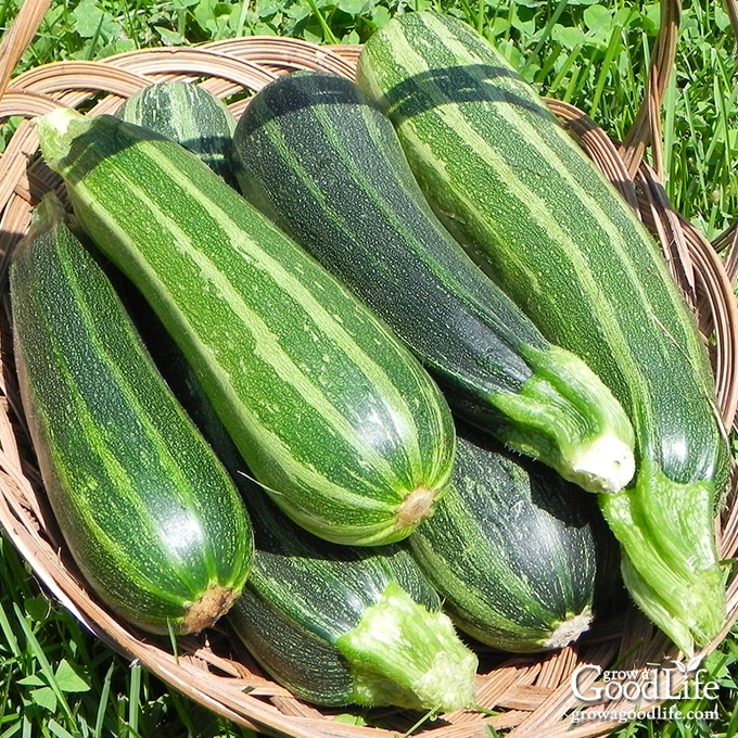 Ways to Preserve Zucchini