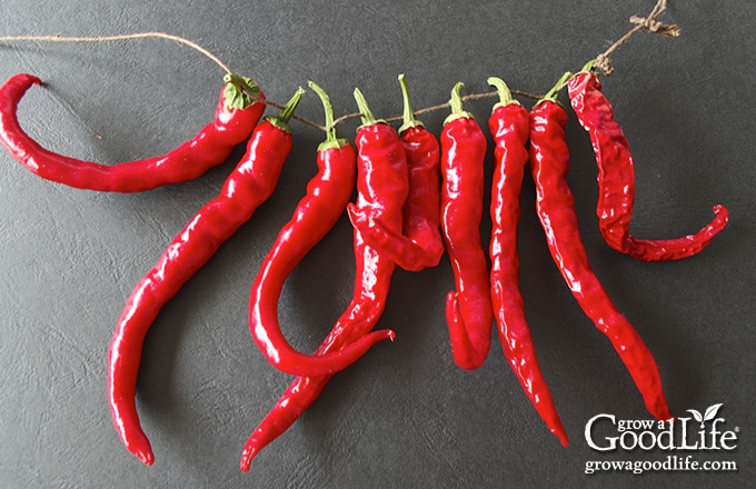 How to string peppers for drying cayenne peppers