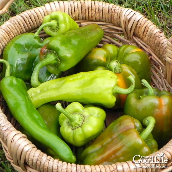 How To Freeze Peppers