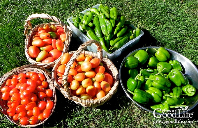 green jalapeno pepper harvest in basket