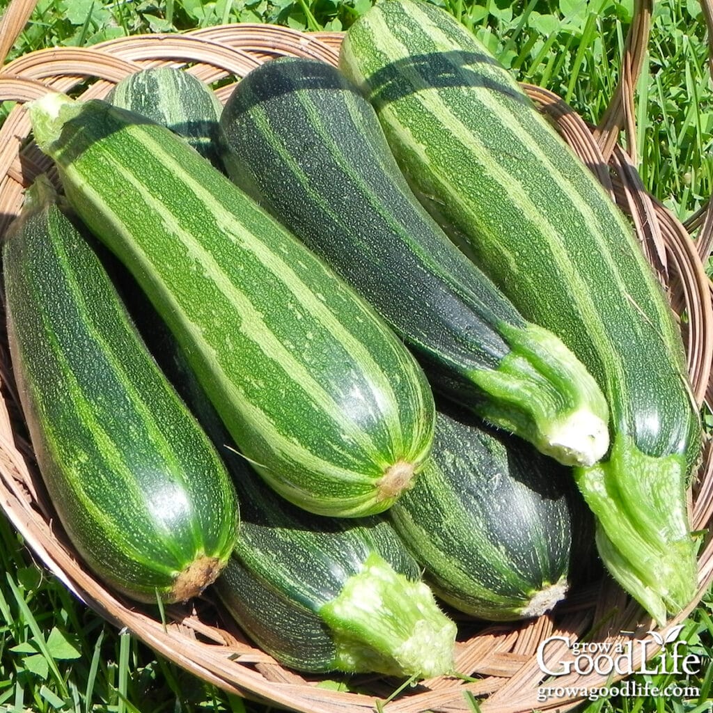 A harvest basket of zucchini.